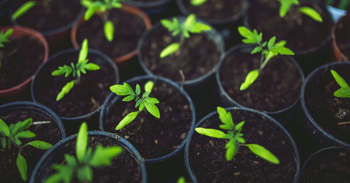 Orto sul balcone? Un utile antistress