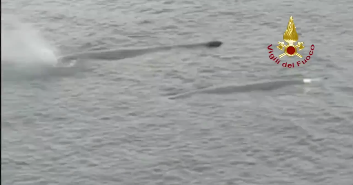Due balene attraversano lo stretto di Messina