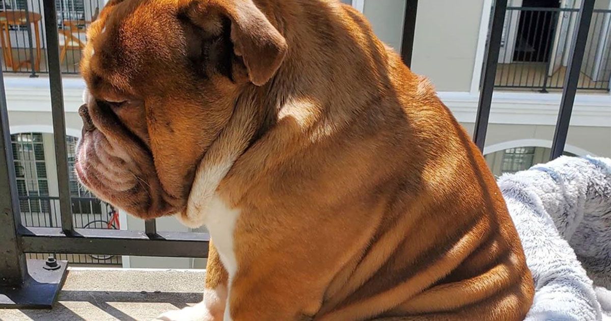 Il cane è triste perché non può giocare con i bimbi, la foto diventa simbolo della quarantena