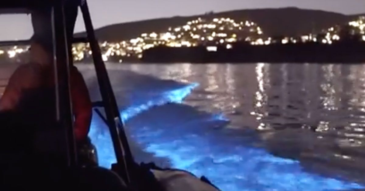 Avvistati al largo di Newport un branco di “delfini bioluminescenti”