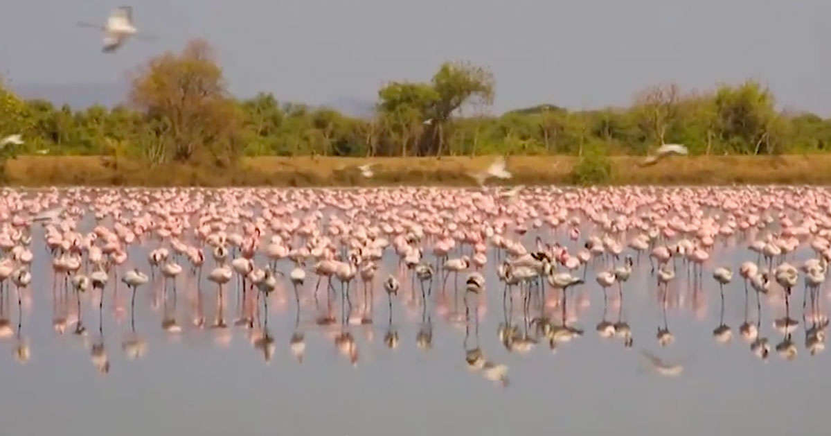 In India migliaia di fenicotteri invadono la città deserta: un video incredibile