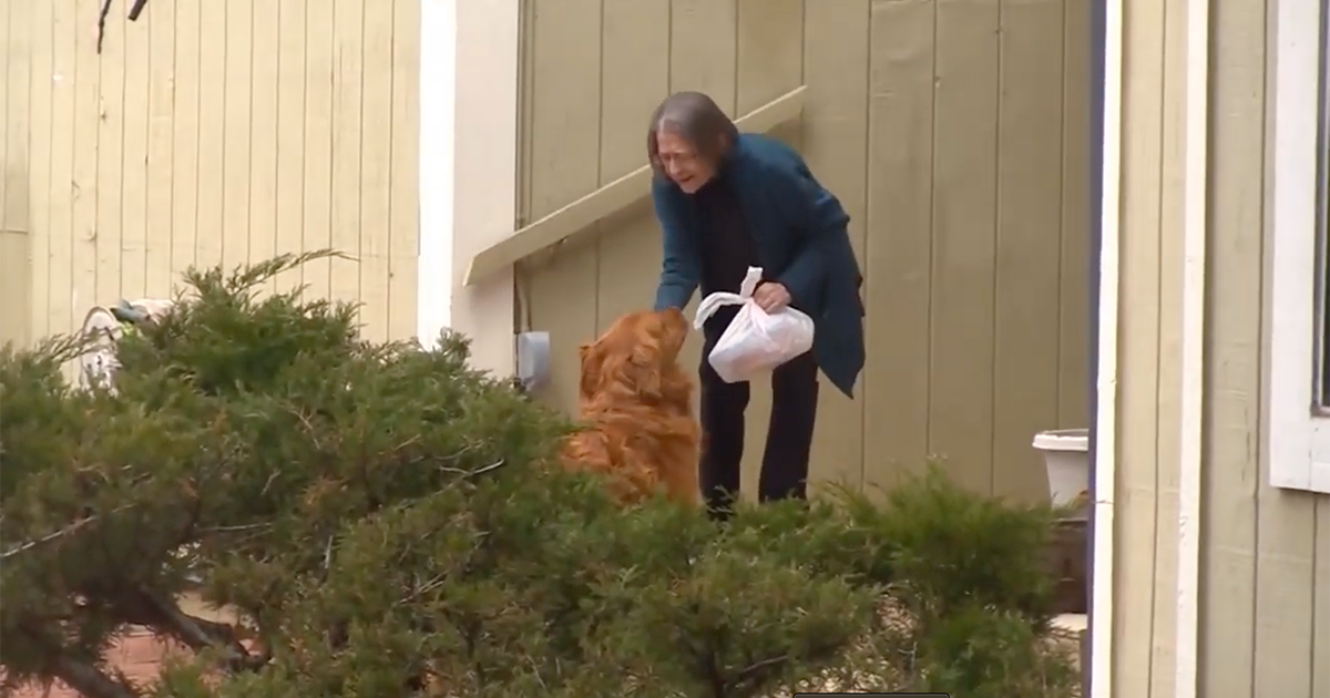 Un fattorino speciale per consegnare la spesa ai più fragili, è il golden retriever Sunny