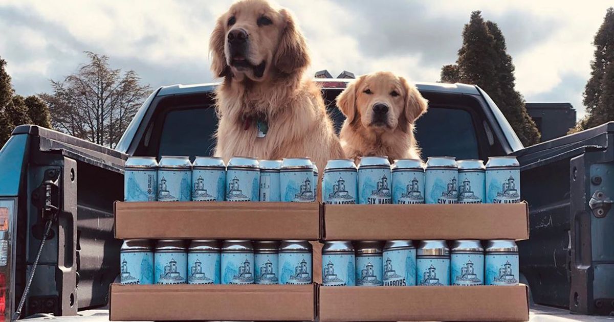 Buddy e Barley, golden retriever, consegnano la birra a domicilio