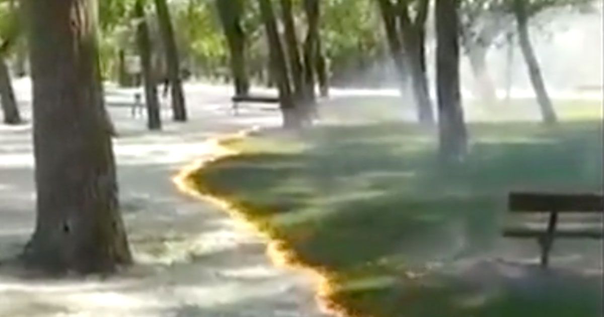 La sorprendente bruciatura controllata del polline