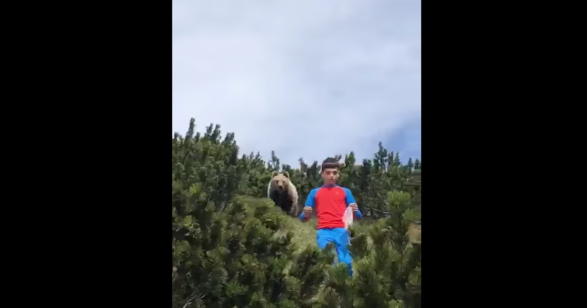 Incontro ravvicinato tra un orso e un bambino che ha saputo mantenere la calma