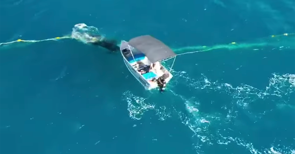 Multato per aver liberato un cucciolo di balena