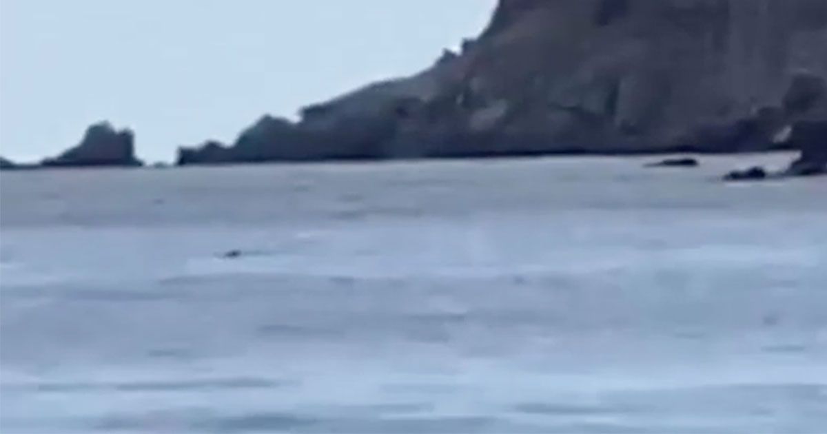 C’è una foca monaca a Capraia: le immagini riprese da un turista