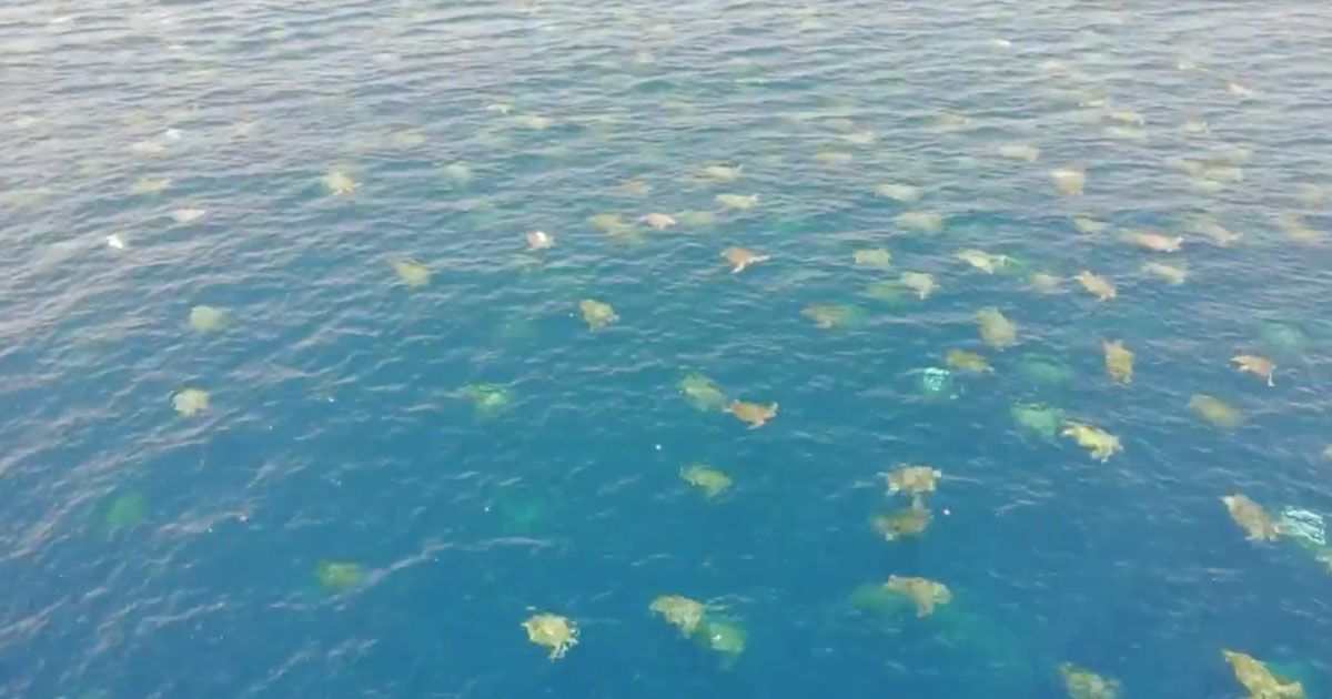 La spettacolare migrazione di 64.000 tartarughe lungo la Grande barriera corallina: il video