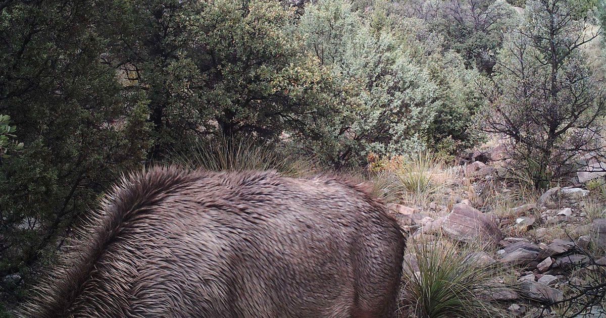 In questa foto c’è un puma, riuscite a vederlo? La mimetizzazione è incredibile
