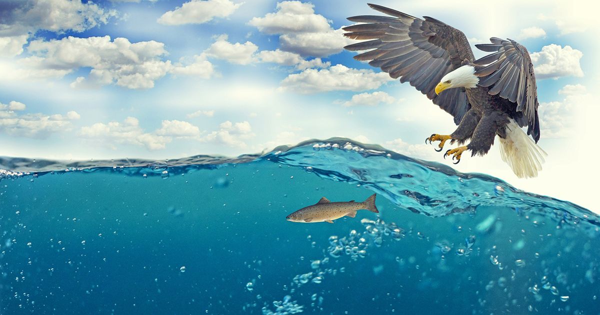 Un’aquila sorvola la spiaggia con un pesce enorme tra gli artigli