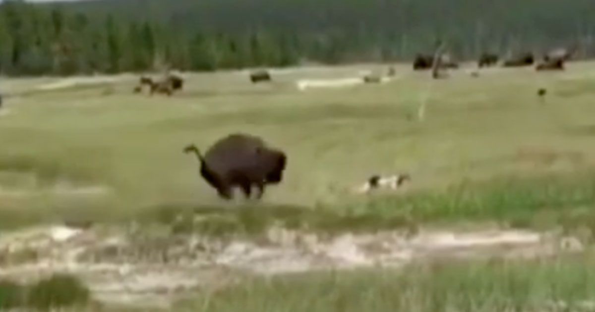 Si finge morta solo così questa donna si salva dalla carica di un furioso bisonte