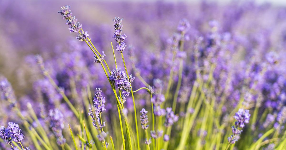 Ha sempre avuto ragione la nonna: la lavanda aiuta a combattere l’ansia