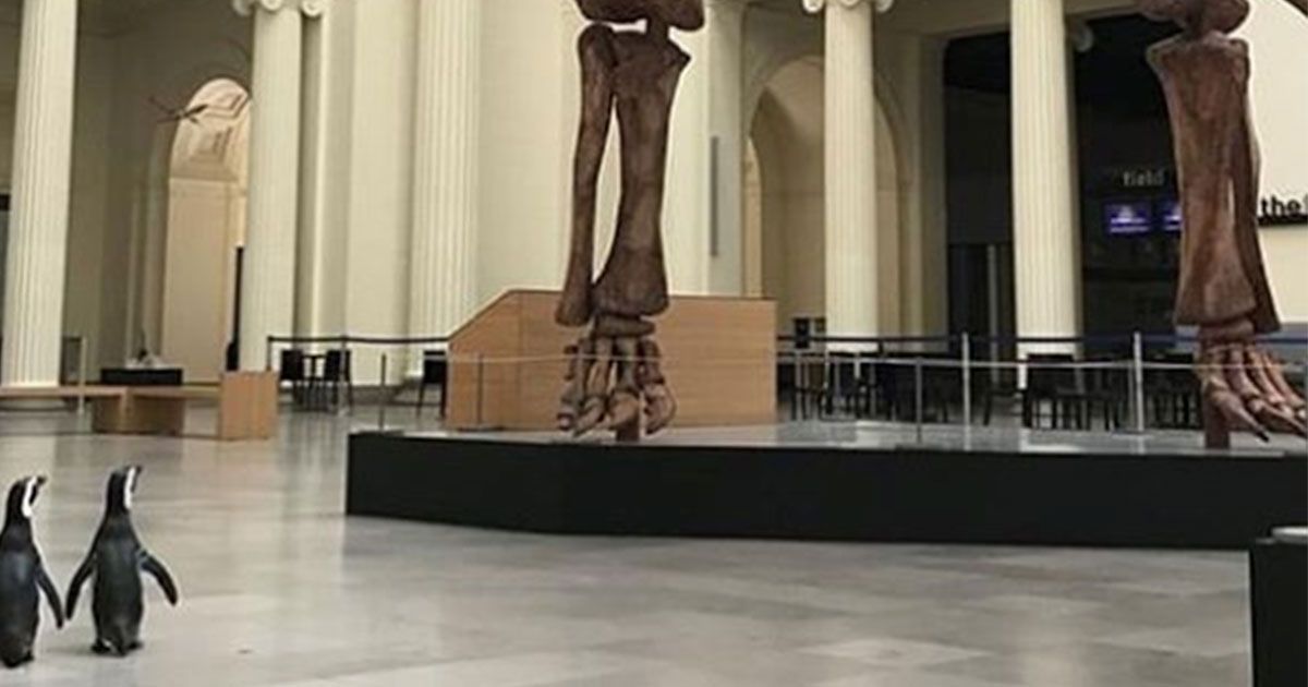 Due pinguini al Museo: a spasso tra i dinosauri