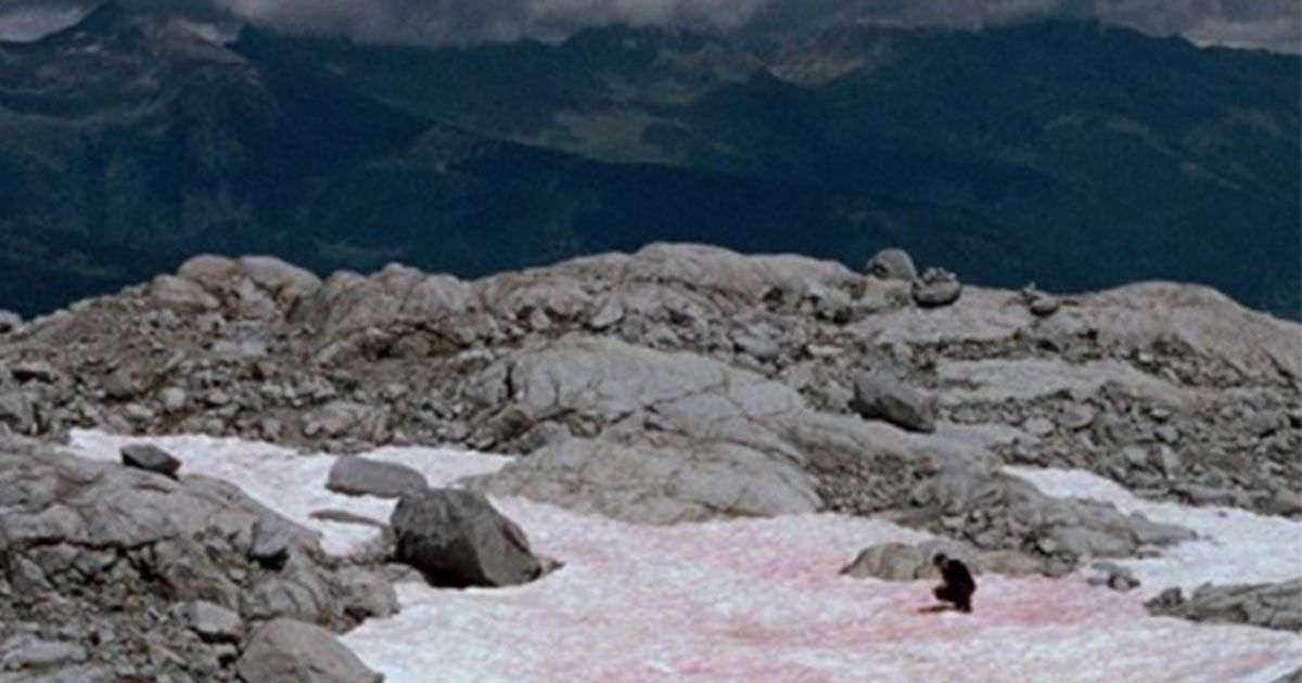 La neve rosa: il colore particolare sui ghiacciai delle Alpi