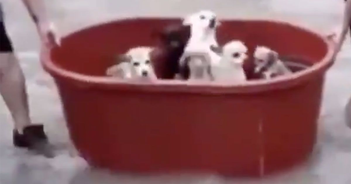 Sette cuccioli salvati dall’uragano: le immagini arrivano dal Messico