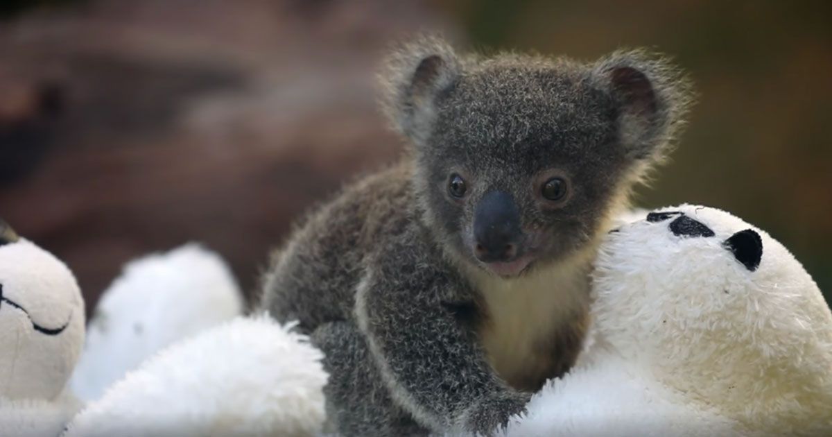 Le bellissime foto dei nove baby koala nati dopo gli incendi in Australia