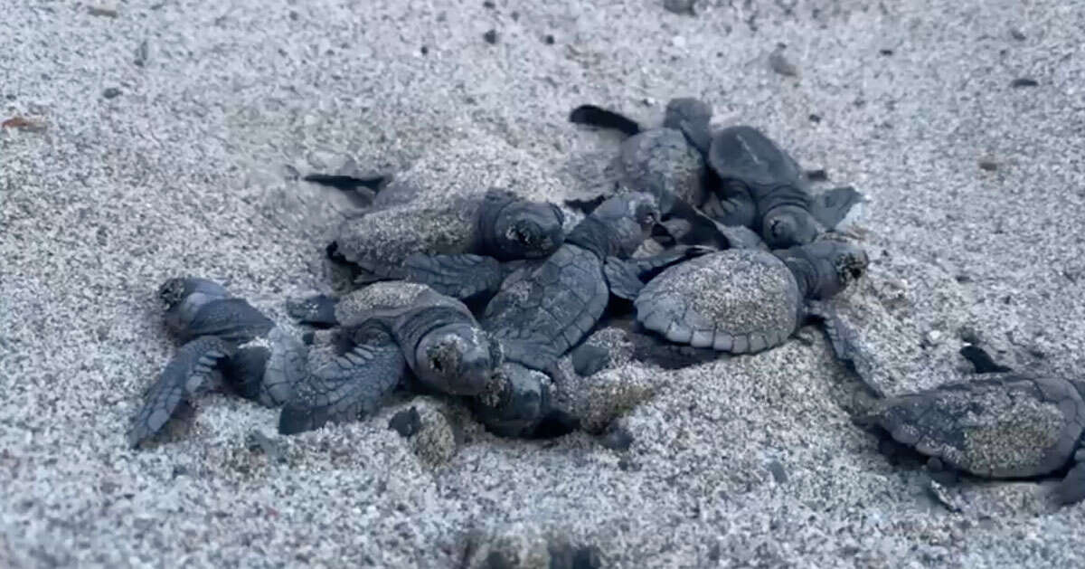 Lo spettacolare video delle tartarughe appena nate sulle spiagge del Cilento