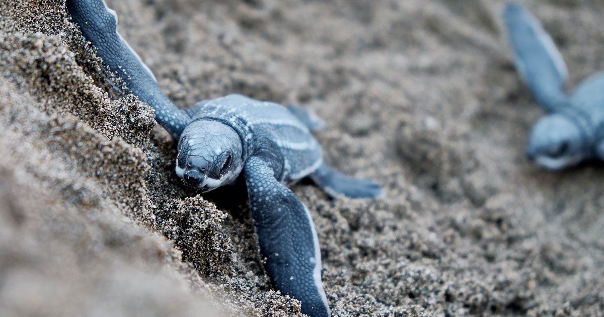 A Torvaianica stanno per schiudersi le uova di tartaruga Caretta caretta: l’evento sarà trasmesso in diretta