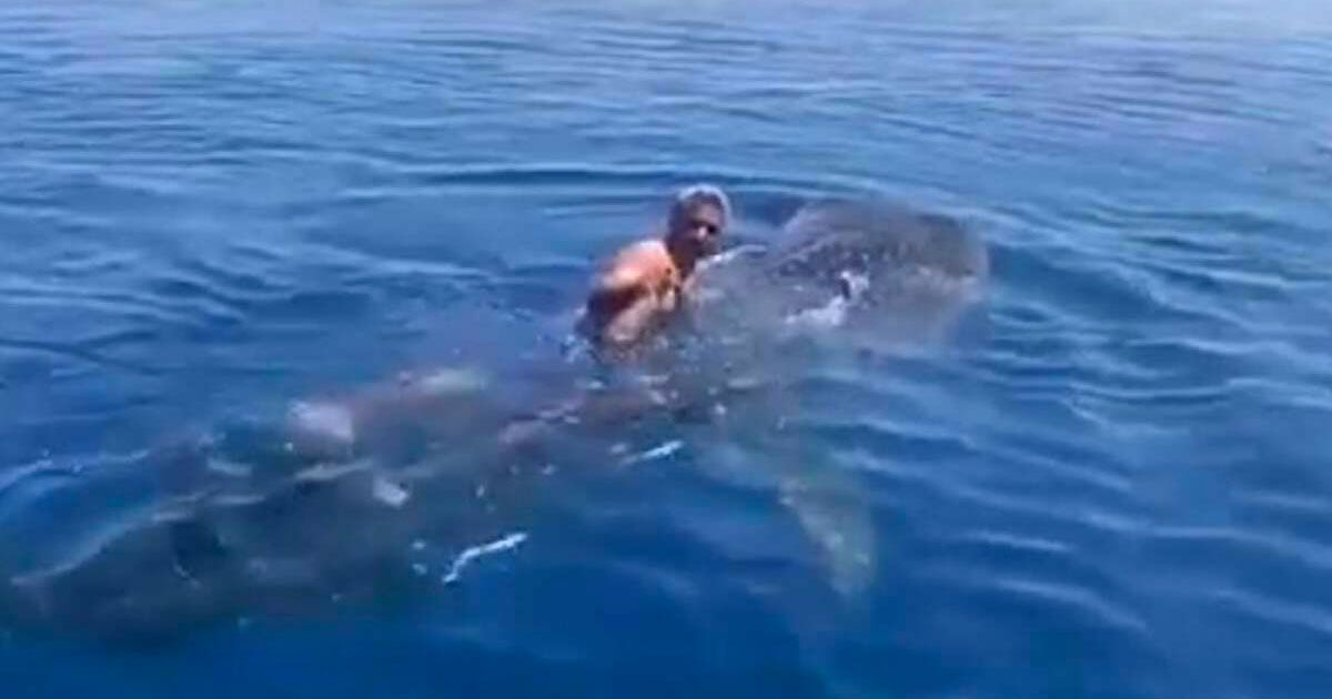 Salta sul dorso di uno squalo e lo cavalca in mare: il video