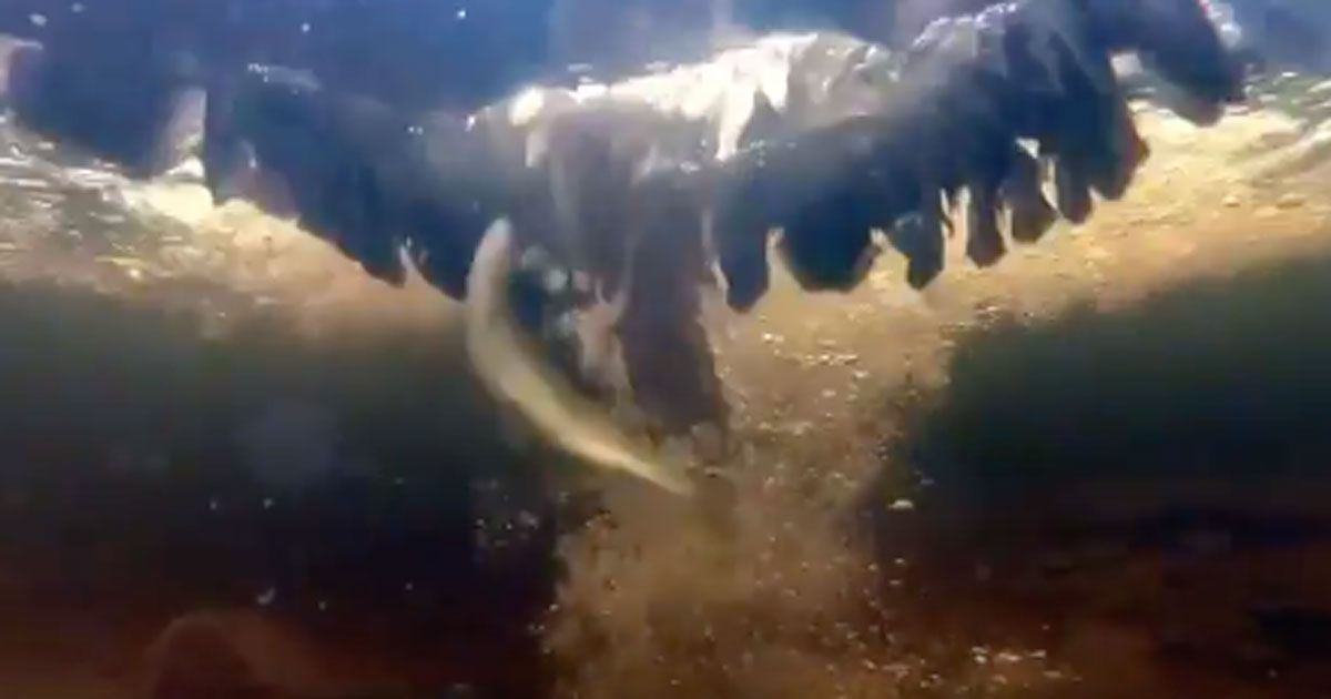 Il falco si tuffa nel lago per pescare una trota, questo video subacqueo è incredibile