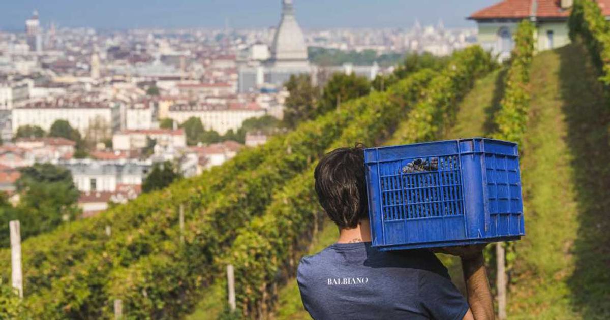 Da Torino a Palermo, ecco la guida per visitare i più bei vigneti urbani d’Italia