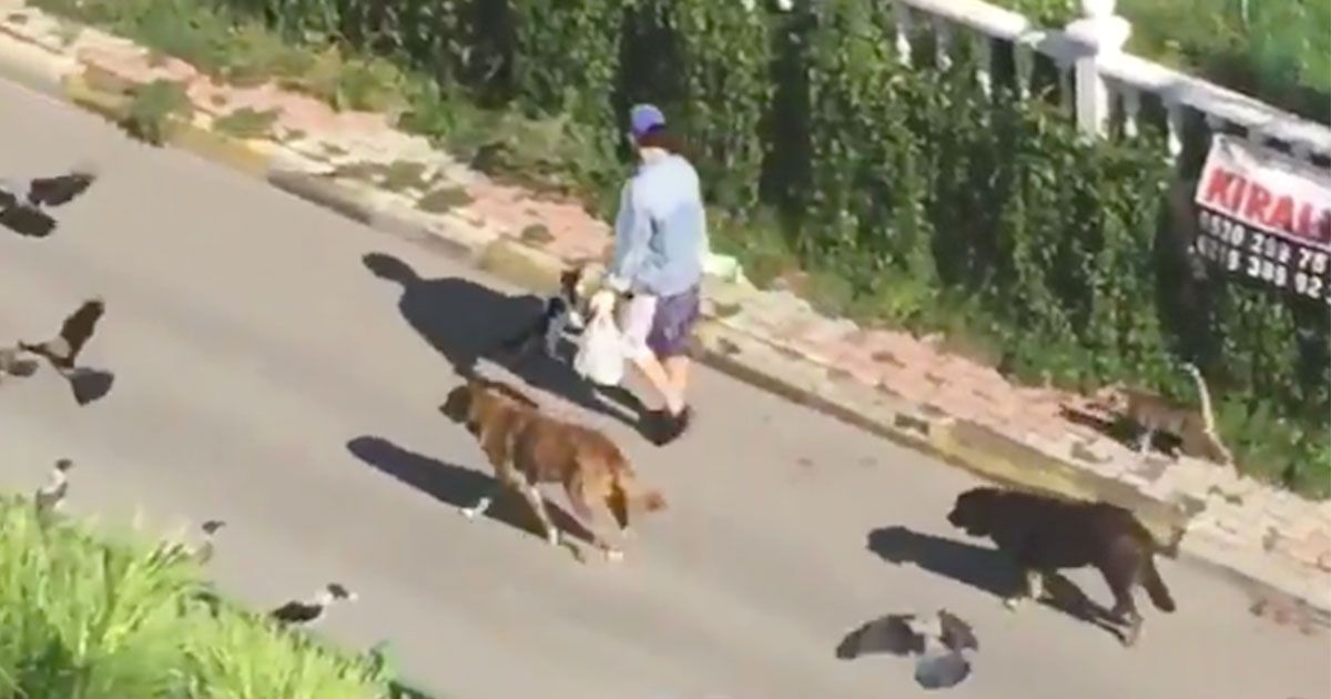 Una donna cammina per strada ed è seguita da diversi animali: ha qualche potere?