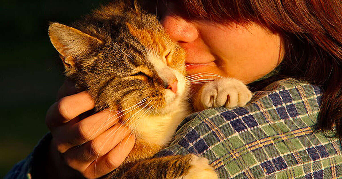 Le fusa dei gatti possono curare alcune malattie, lo dice questo studio