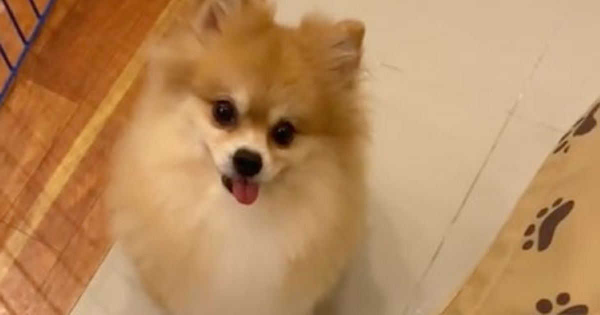 La padrona mette nella sua ciotola solo due croccantini: ecco come reagisce il cane
