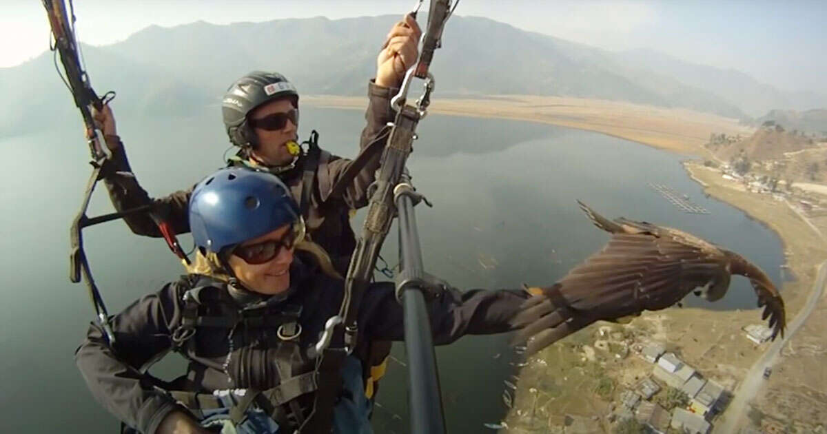 L’avvoltoio si posa sul parapendio e lo guida: il video è incredibile