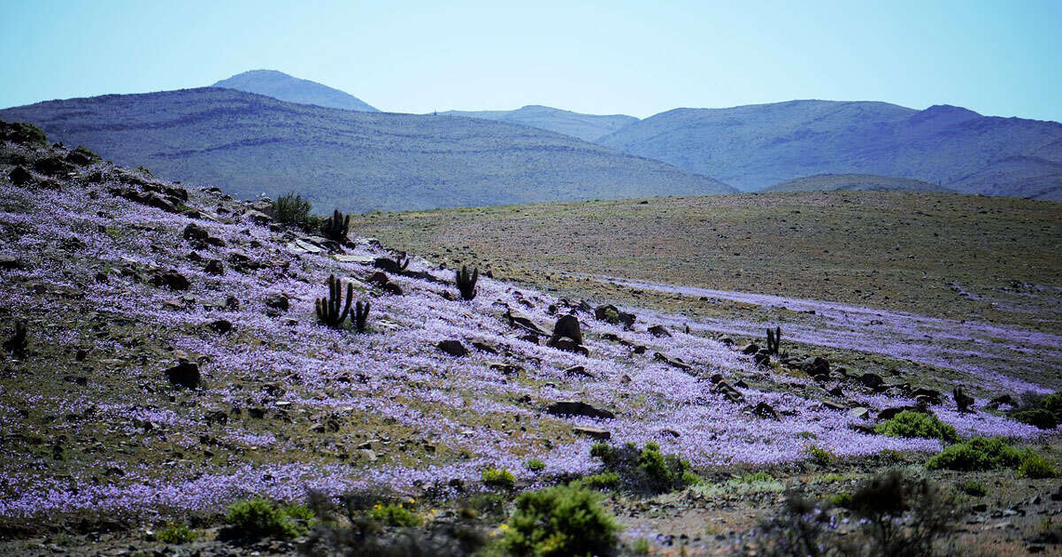 Atacama: il deserto più arido del mondo è tornato a fiorire, le immagini sono spettacolari