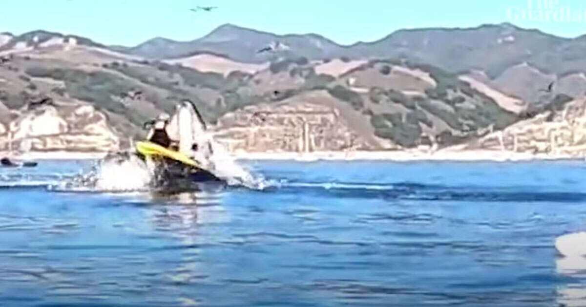 Escono illese dopo essere state inghiottite da una balena: il video è incredibile