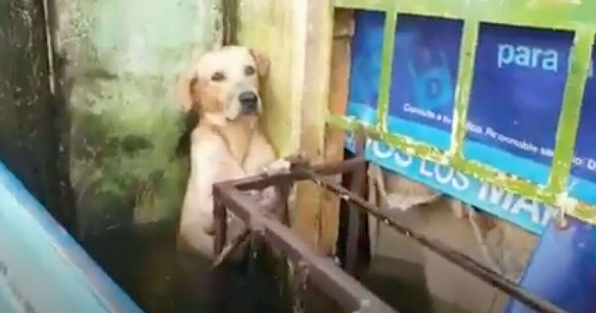 Il cane si salva dall’alluvione rimanendo attaccato alla ringhiera: il video fa il giro del mondo