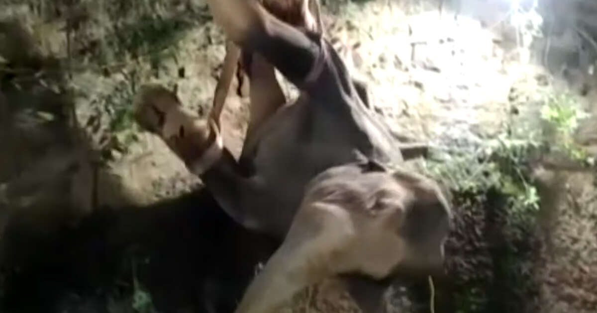 India: elefante precipita in un pozzo, 50 persone per salvarlo