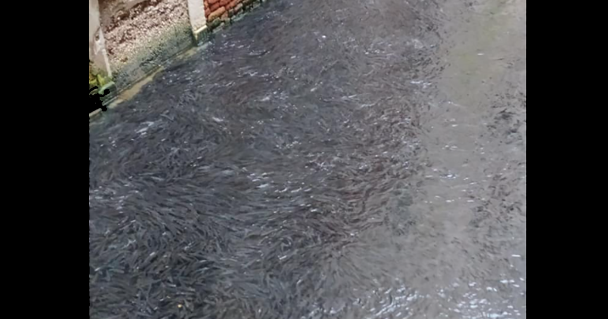 I canali di Venezia si riempiono di cefali