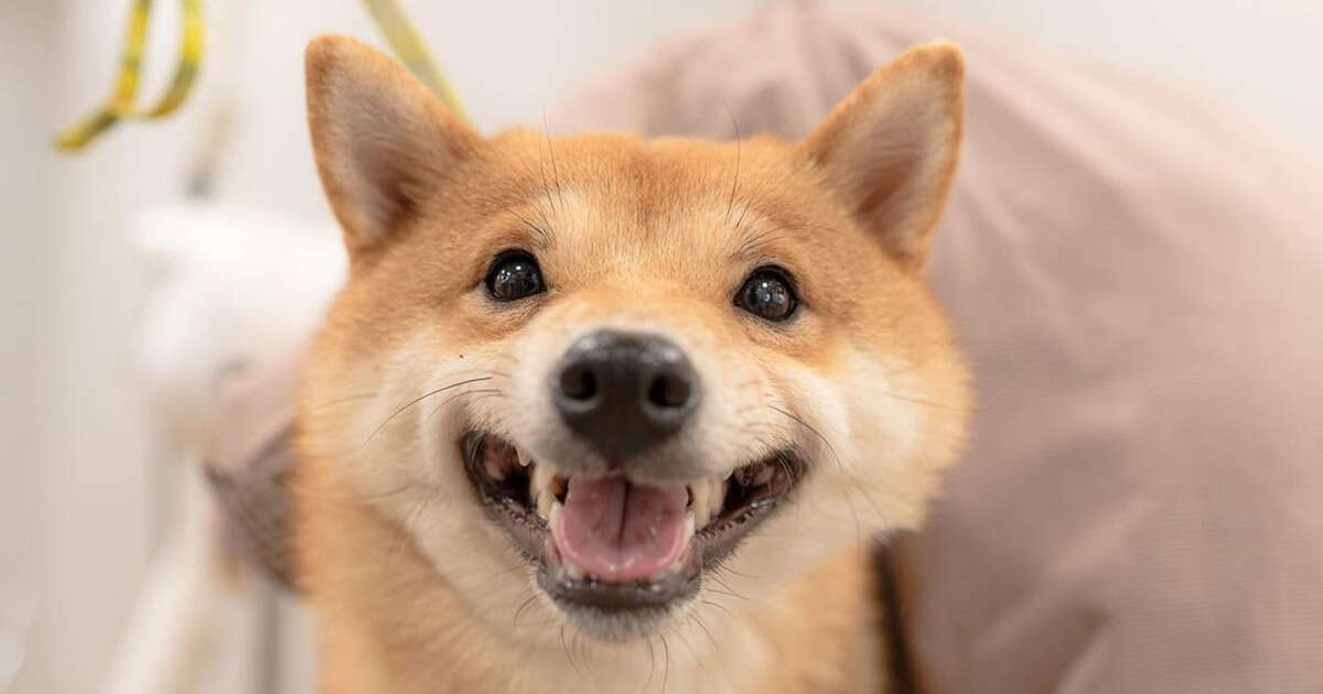 Lo Shiba Inu che sorride su Instagram si chiama Uni