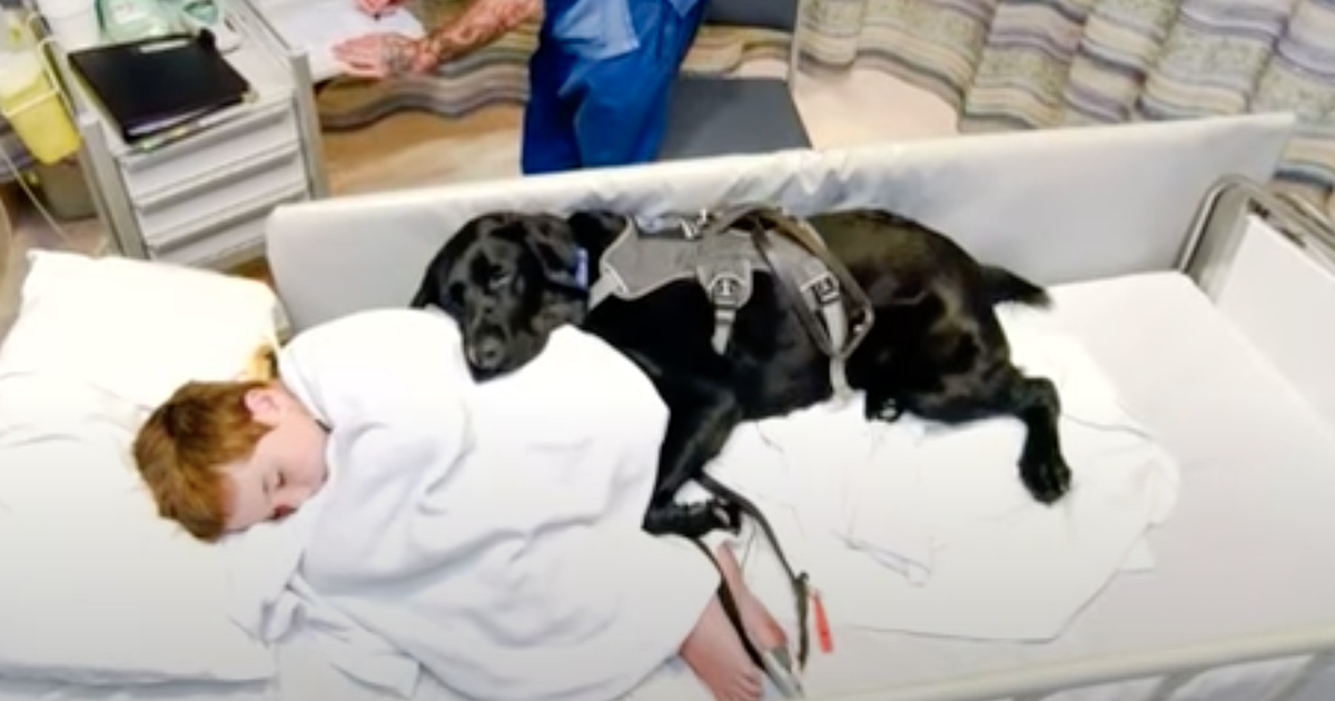 Il labrador che non abbandona mai James, bimbo autistico di 9 anni