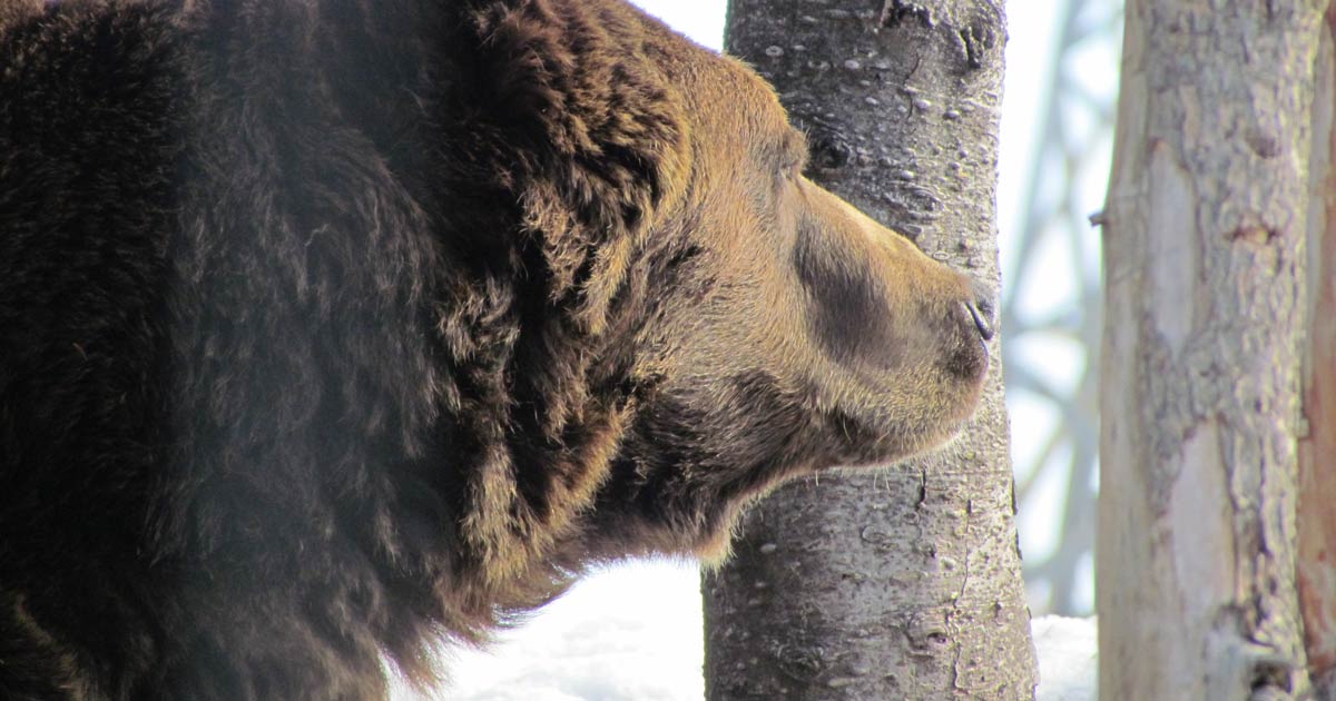 Lo sciatore viene inseguito da un orso sulla pista, ecco come si salva