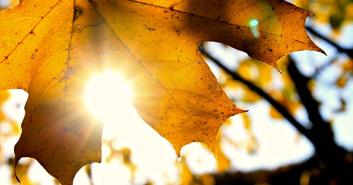 Meteo: stop al gelo e temperature più miti, ecco le regioni dove torna il bel tempo