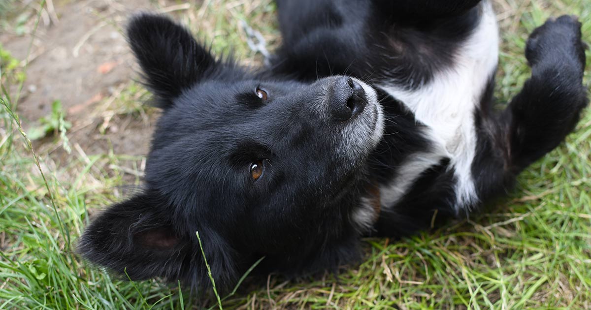 Litiga con i figli e decide che l’eredità andrà al suo cane