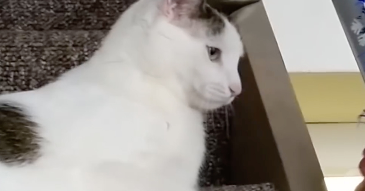 Il gattino schiaffeggia il suo proprietario: non vuole le coccole