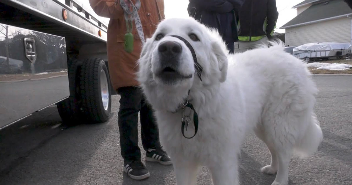 Sviene sul marciapiede, il suo cane blocca il traffico e trova i soccorritori: il video è incredibile