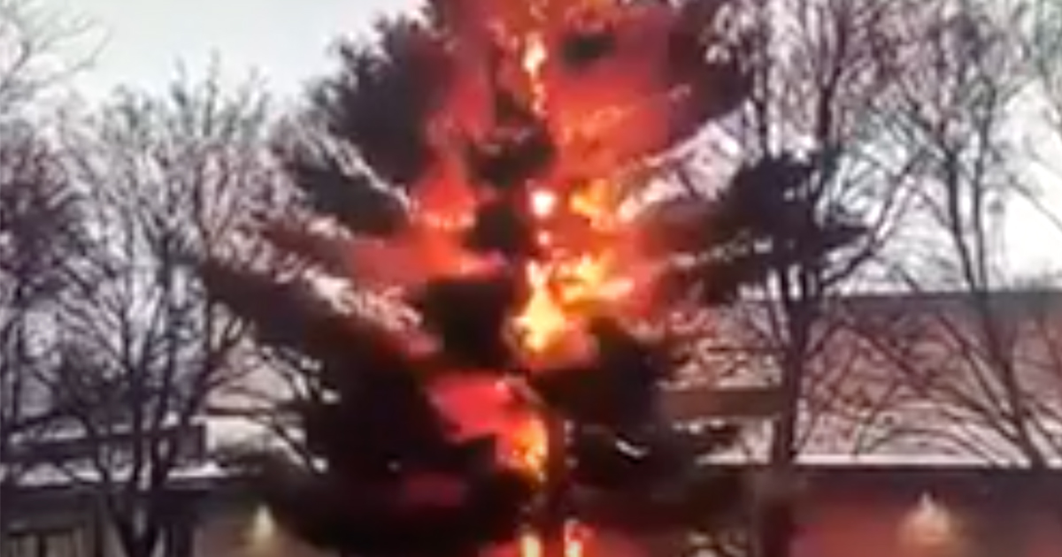 Il fulmine polverizza un albero: lo spettacolare video