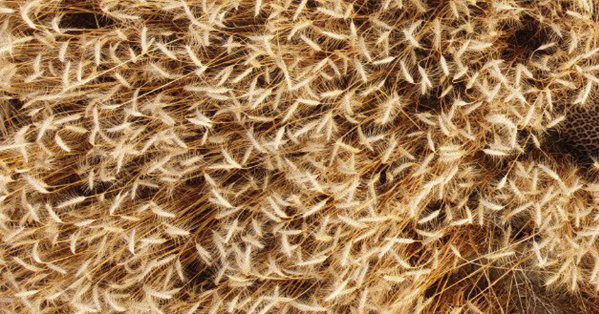 In questo campo di grano si nasconde un leopardo: riuscite a trovarlo?