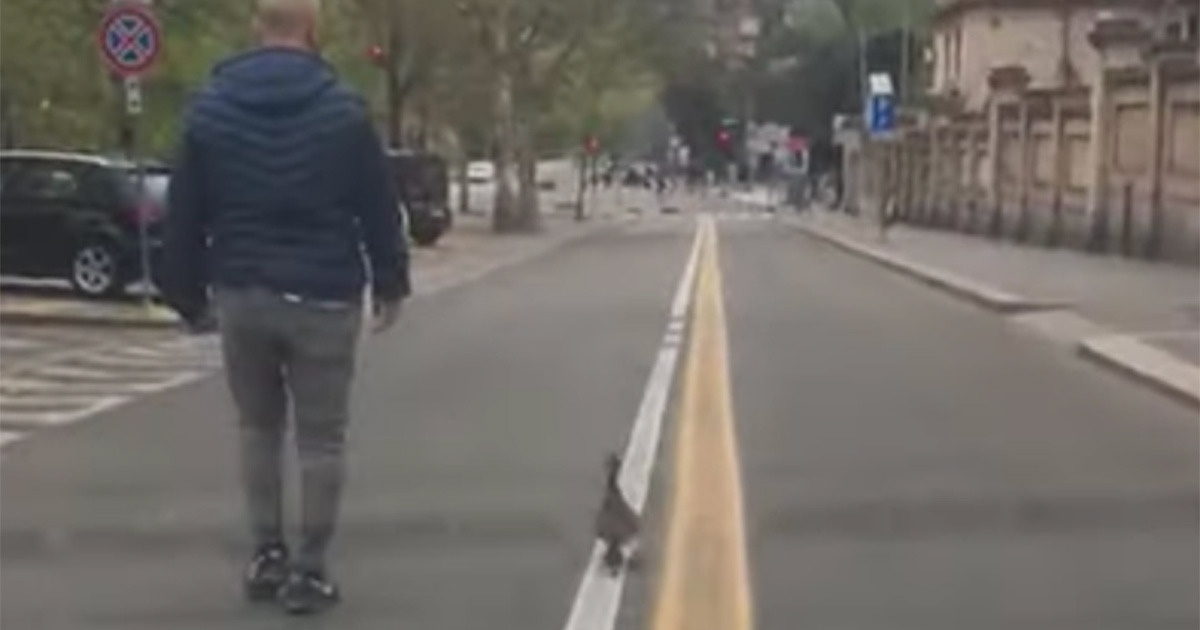 Mamma anatra e il suo cuccio si perdono nel traffico di Torino, i vigili li scortano fino al Po