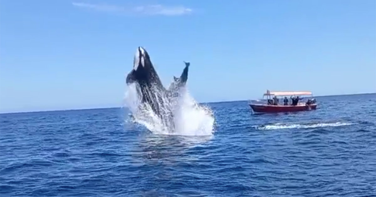 L’orca urta il delfino durante la caccia: il video del salto è spettacolare