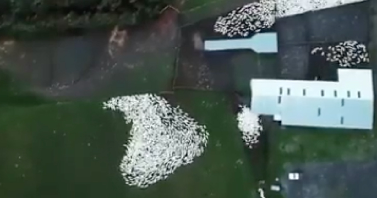 Le immagini del cane da pastore che porta il gregge nel recinto impressionano il web