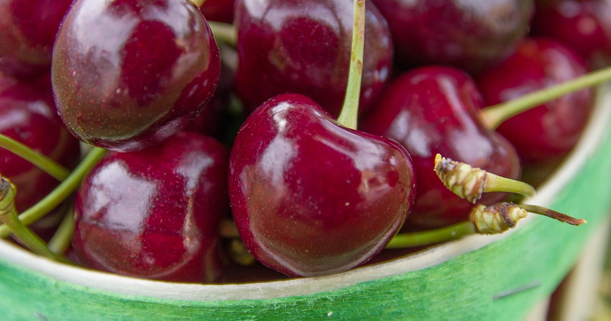 Si è tenuta la gara dello sputo del nocciolo della ciliegia: ecco i vincitori