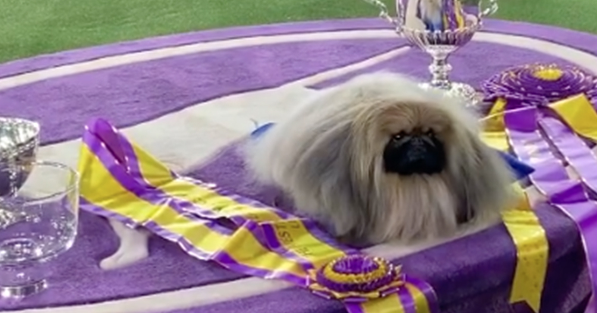Il pechinese Wasabi è il cane più bello d’America