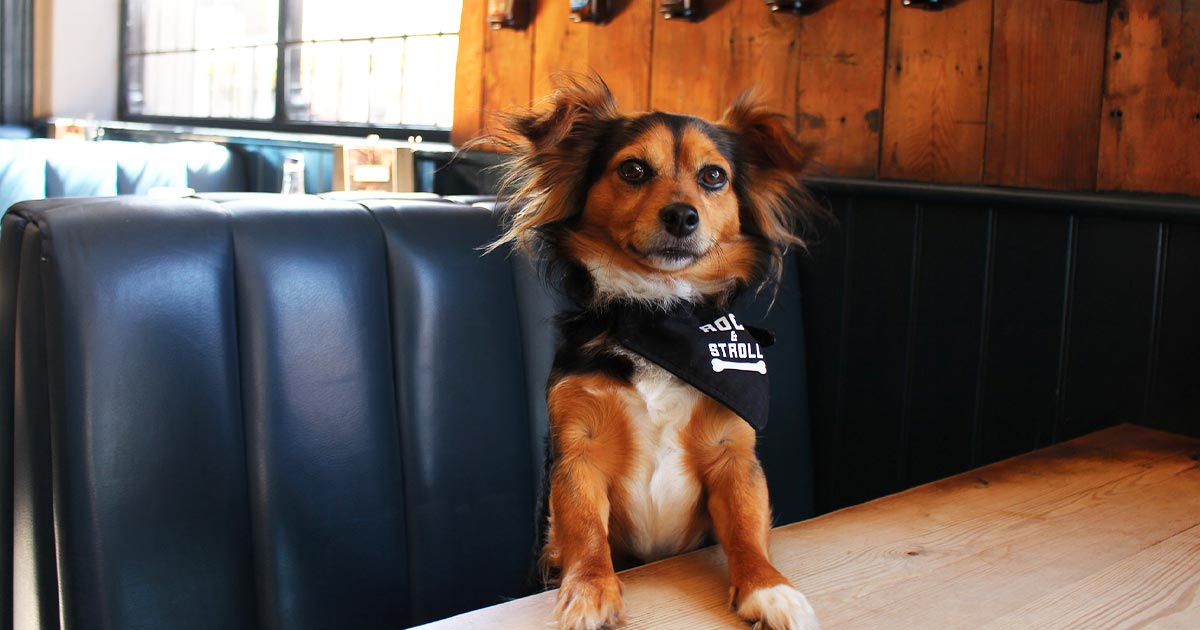 A Londra c’è un bar che prepara cocktail per cani