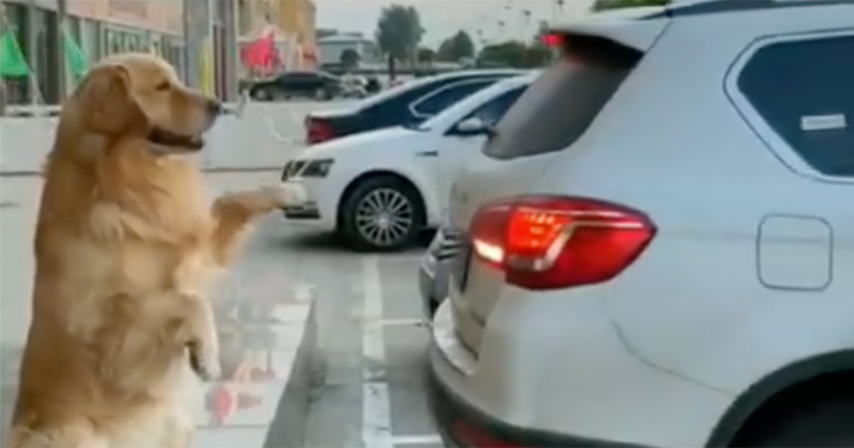 Questo cane aiuta il suo proprietario a parcheggiare: il video diventa virale